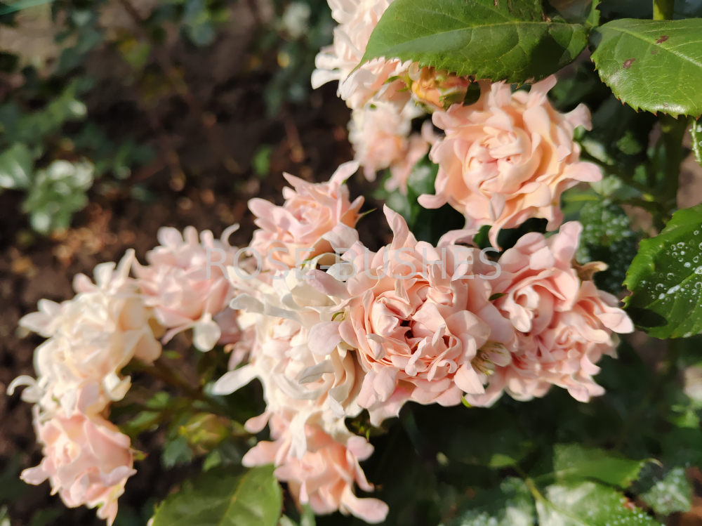 ���� ������. Sweet Ruffles. (�����, ����.) 